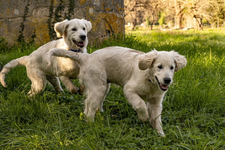 Private Dog Transport