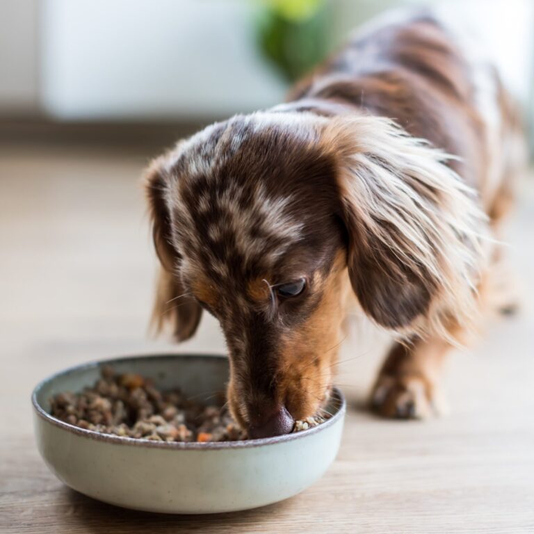 Canine and Feline Nutrition Consultations